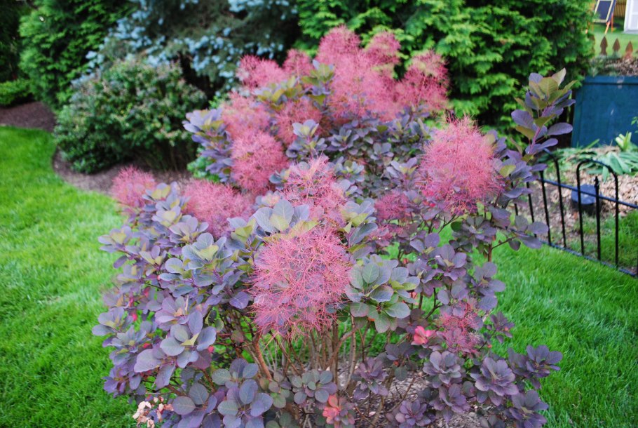 Скумпия Кожевенная фоллис Пурпуреус