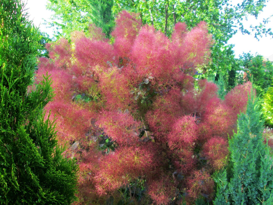 Скумпия Кожевенная dusky Maiden