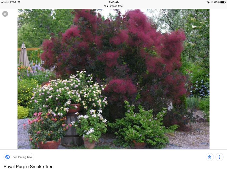 Скумпия Кожевенная dusky Maiden