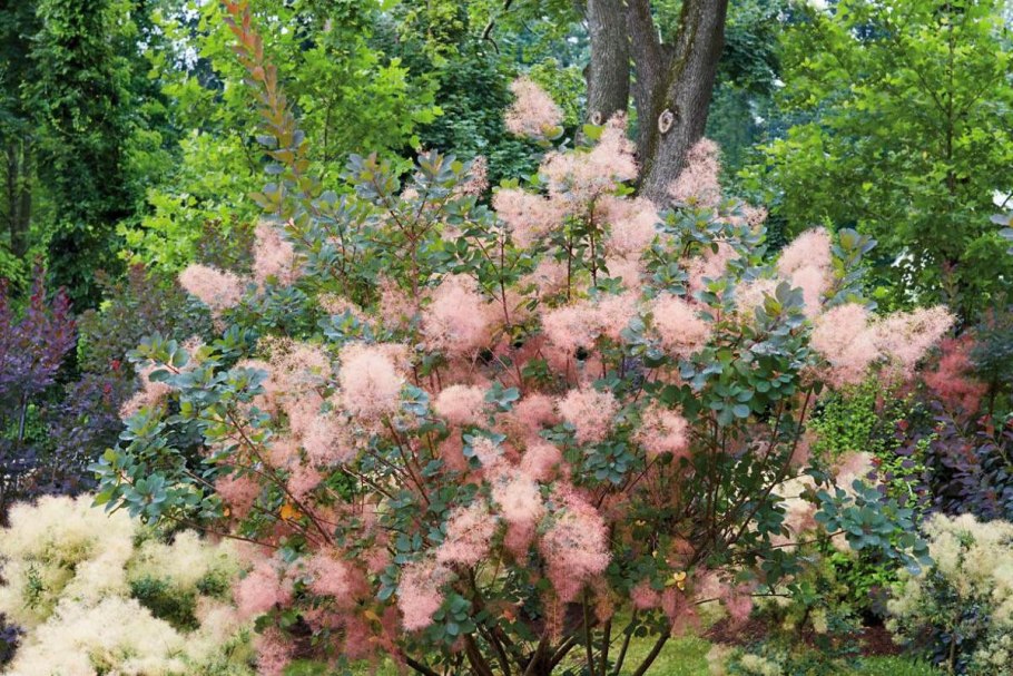 Скумпия Кожевенная дерево