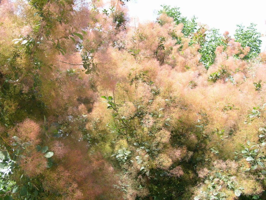 Скумпия Кожевенная Грейс