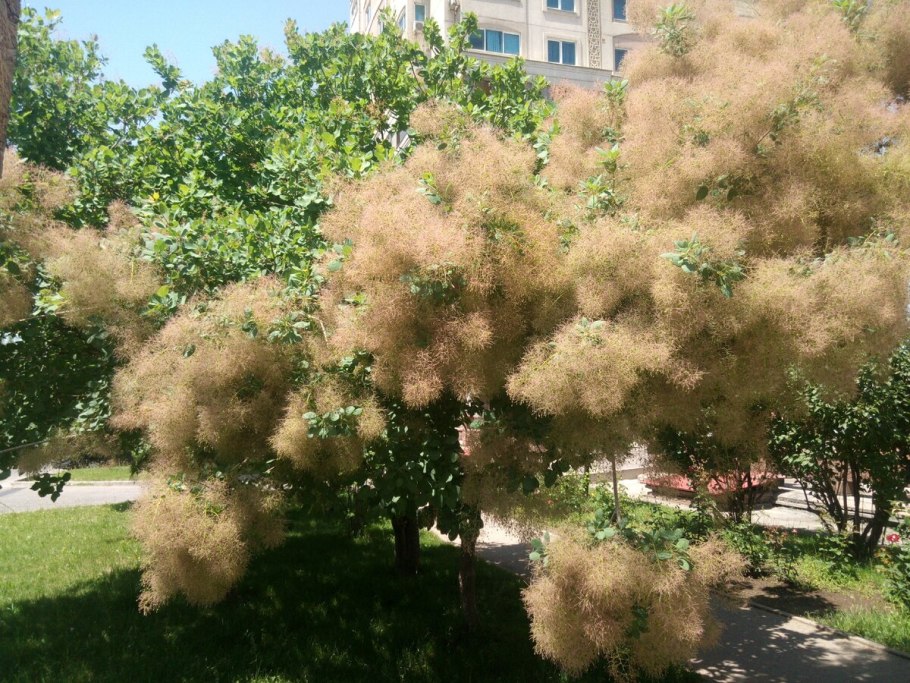 Тамарикс и скумпия