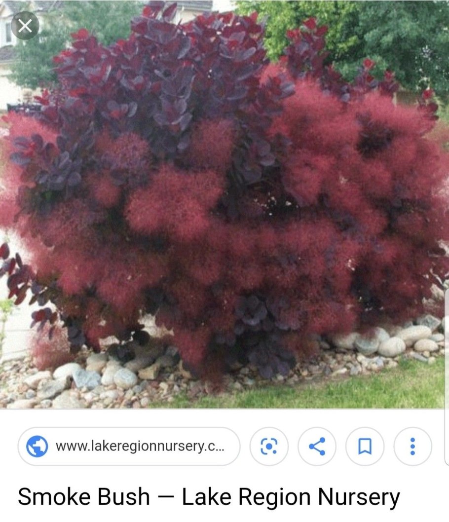 Скумпия Кожевенная цветет