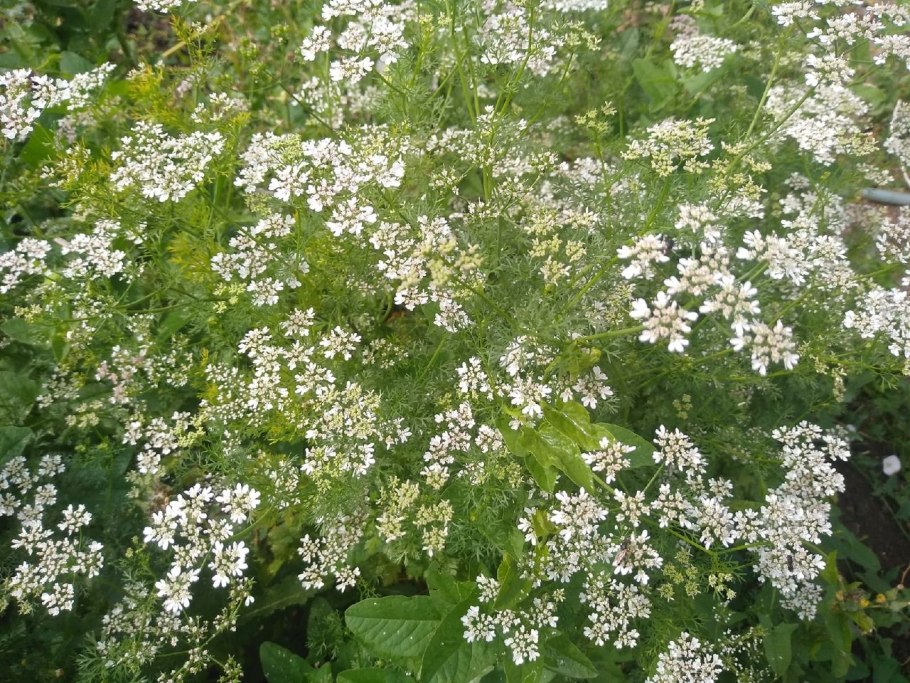 Петрушка Petroselinum