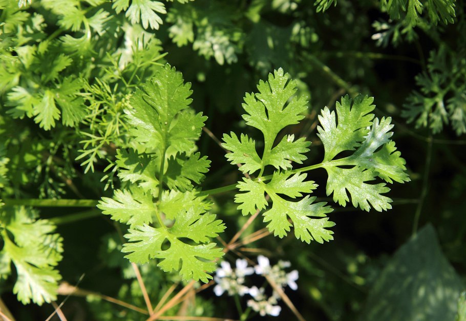 Кинза (Coriandrum sativum)
