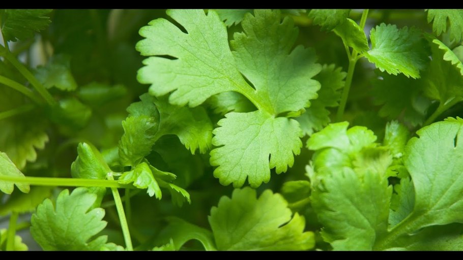 Петрушка (Petroselinum sativum)