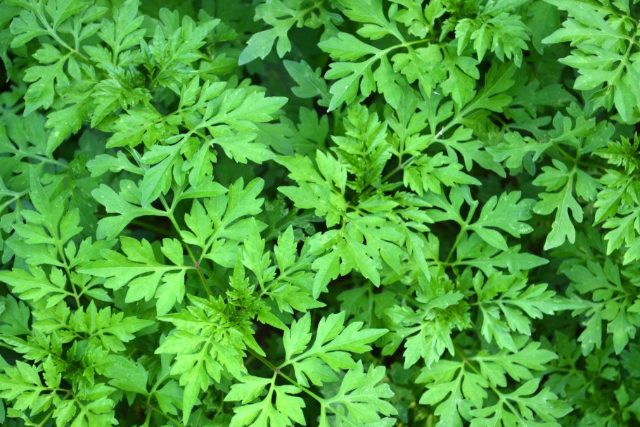 Coriandrum sativum