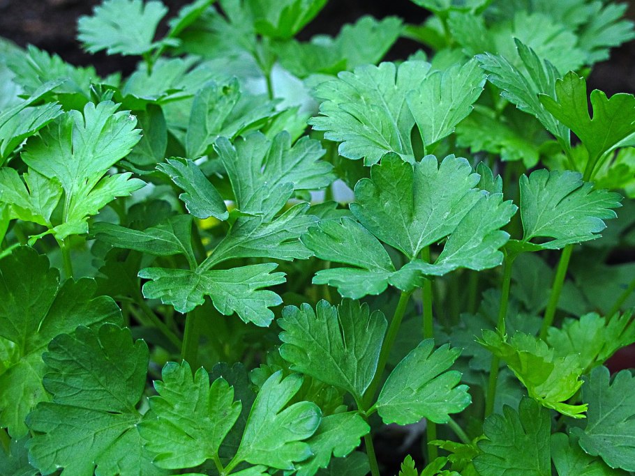 Кинза (Coriandrum sativum)