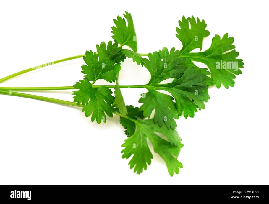 Кориандр кинза microgreen