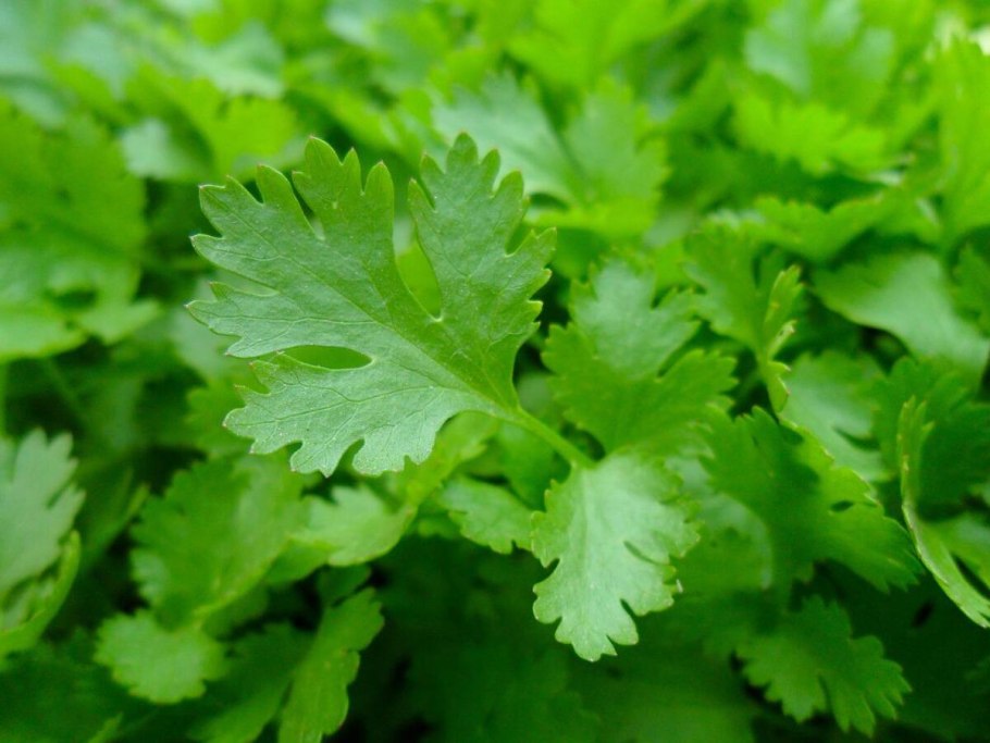 Петрушка (Petroselinum sativum)
