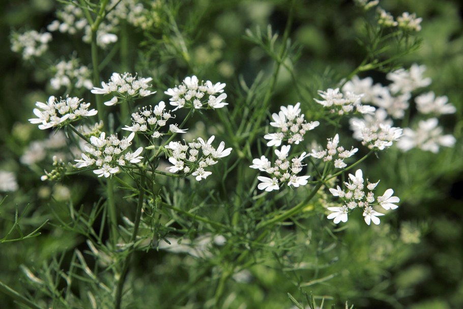 Кориандр посевной (Coriandrum sativum)
