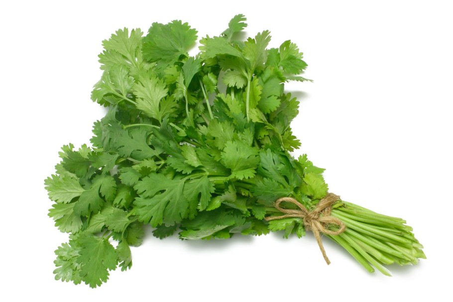 Кориандр куст