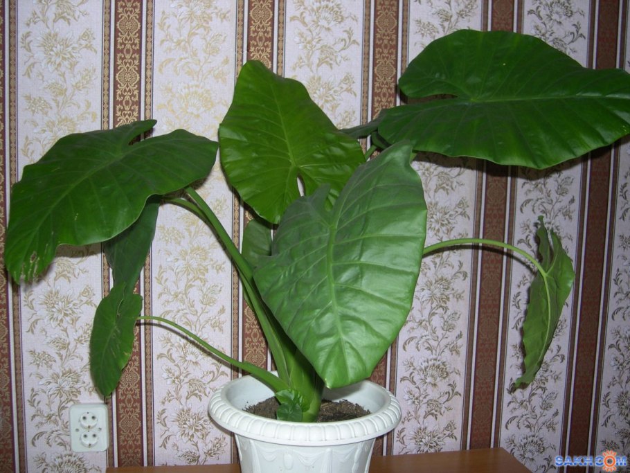 Монстера, алоказия