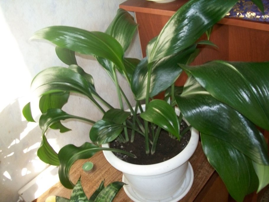 Спатифиллум эухарис