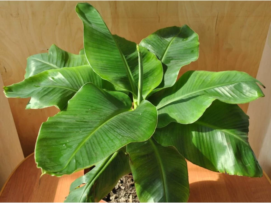 Домашняя Пальма с большими листьями