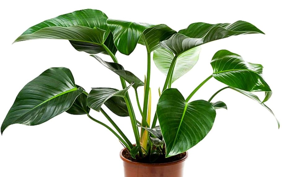 Филодендрон Мартиуса