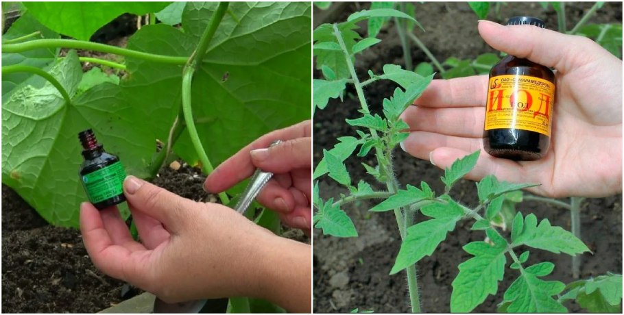 Подкормка капусты йодом