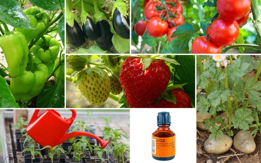 Зеленка в огороде