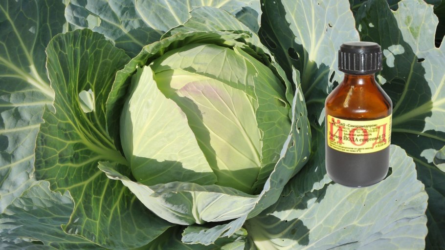 Йод в огороде