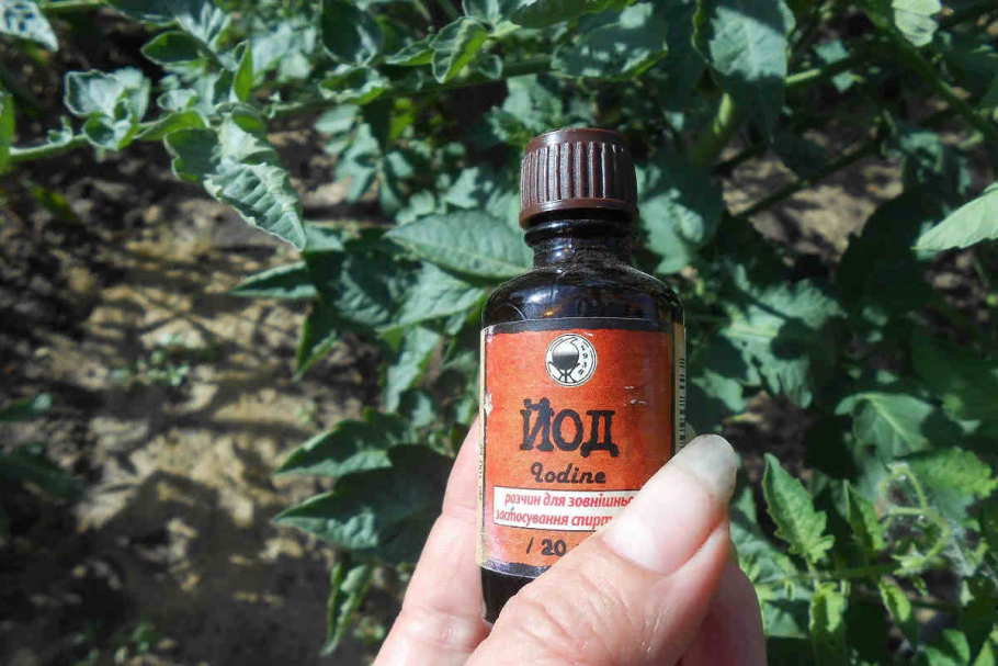 Йод для помидор