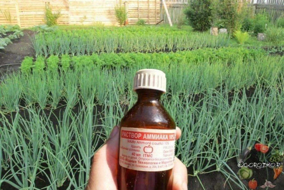 Роль йода в природе