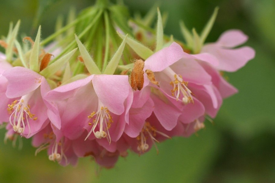 Окраска соединений хрома