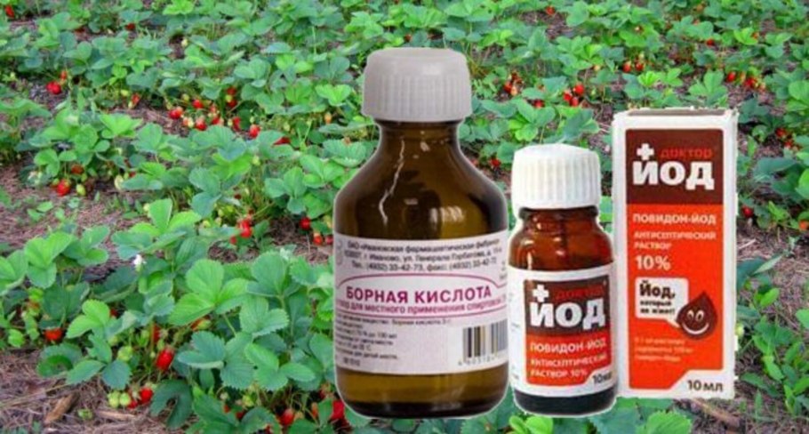 Подкормка томатом йод+сыворотка