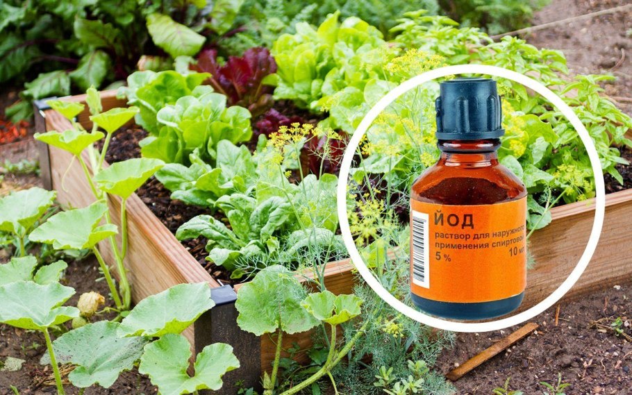 Йод для цветов комнатных