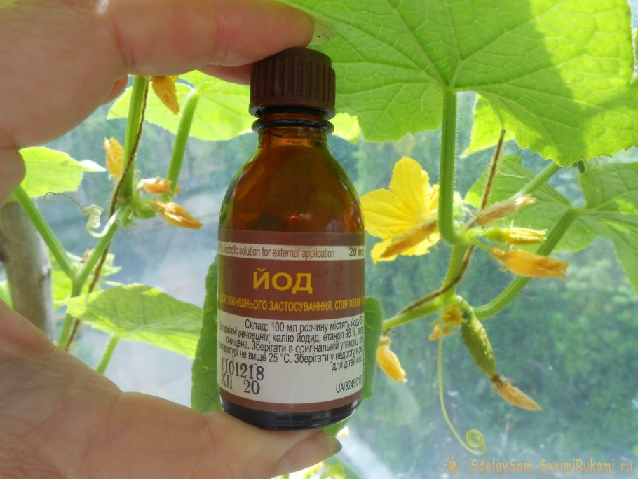 Йод для огурцов в теплице