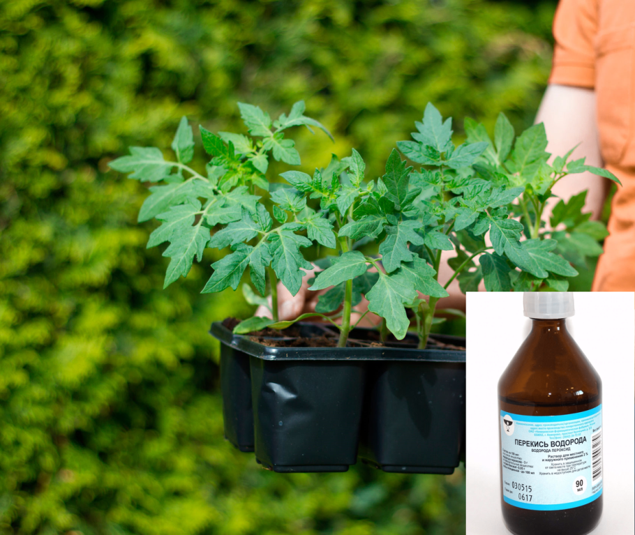 Подкормка клубники борной кислотой и йодом и марганцовкой