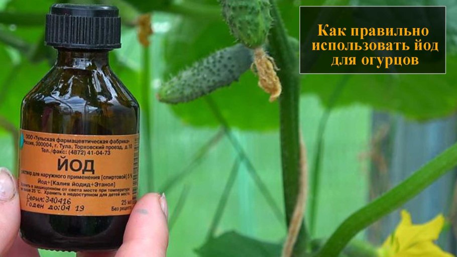 Йод нашатырь зеленка в огороде