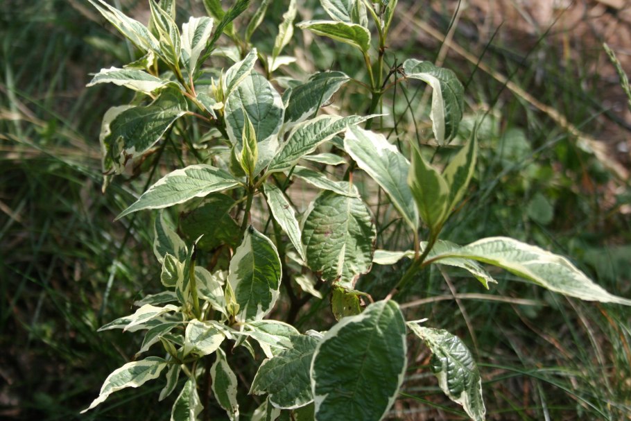 Дерен белый сибирика вариегата