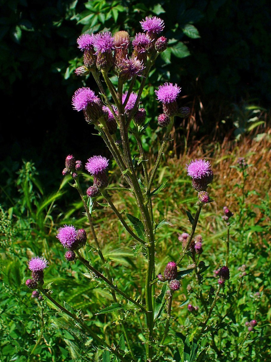 Осот огородный