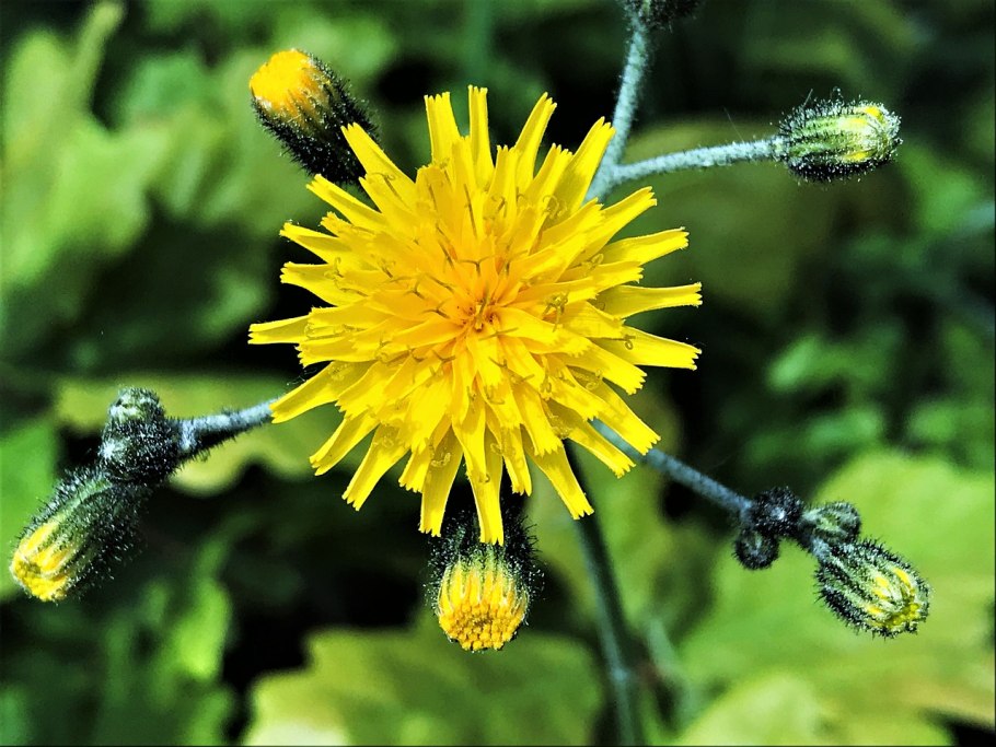 Осот огородный сорняк