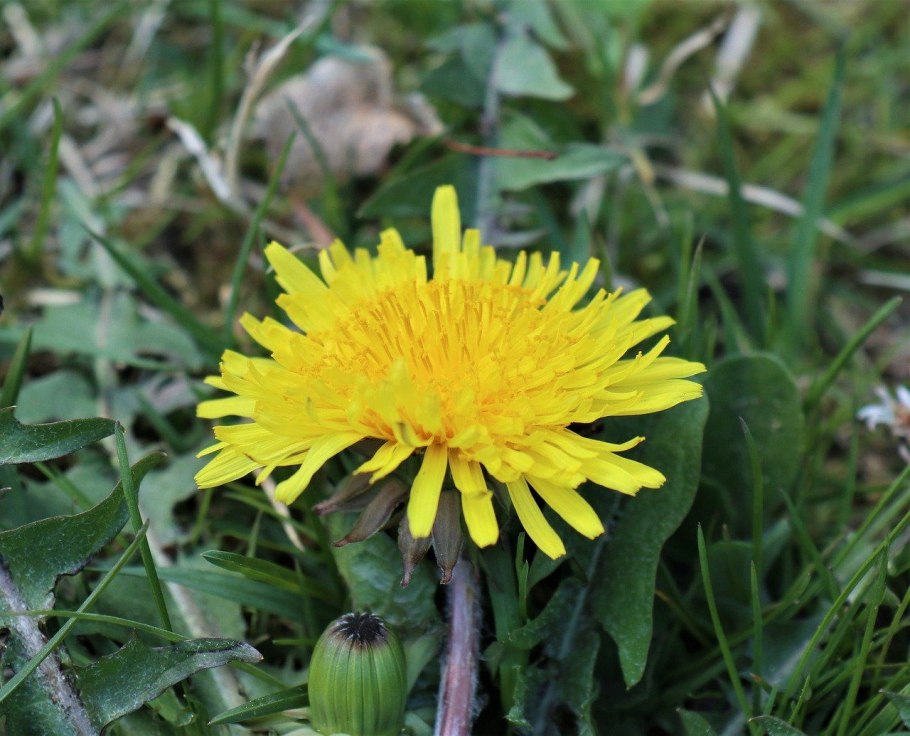 Бодяк чертополох