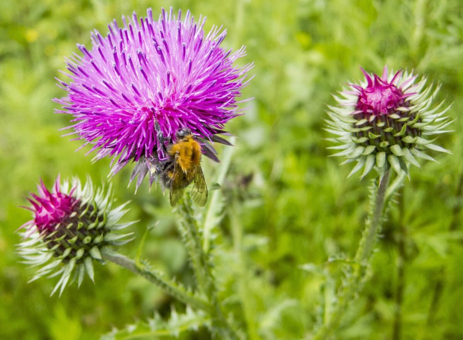 Осот молочайный