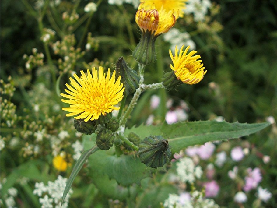 Осот огородный (Sonchus oleraceus)