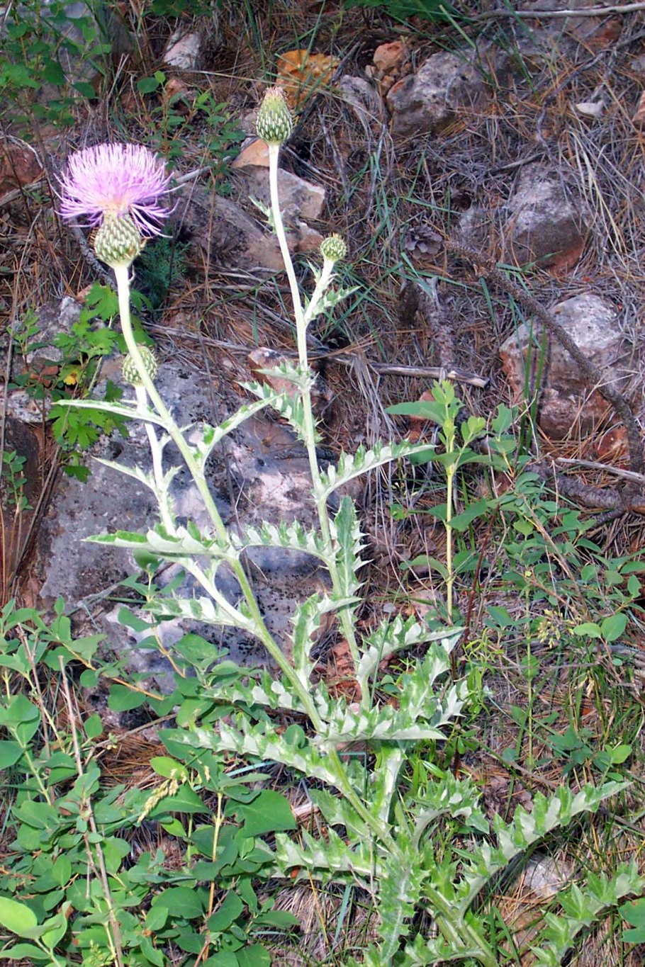 Бодяк соцветие