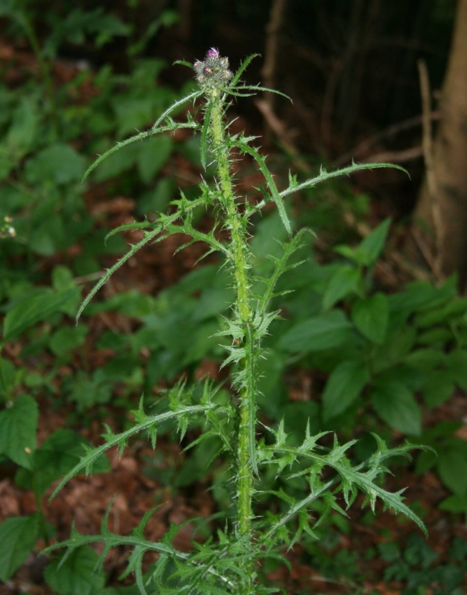 Репей чертополох Бодяк