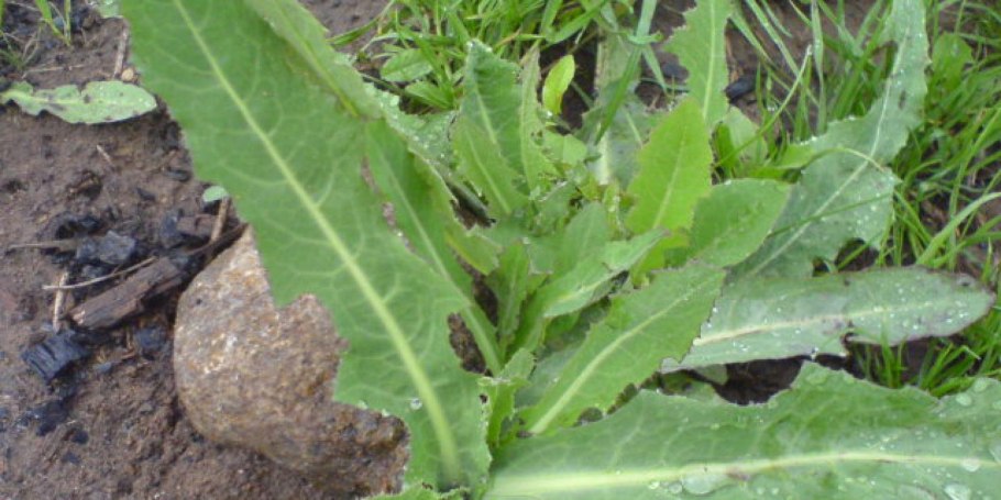 Осот Лесной