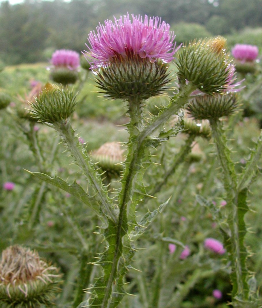 Осот огородный сорняк