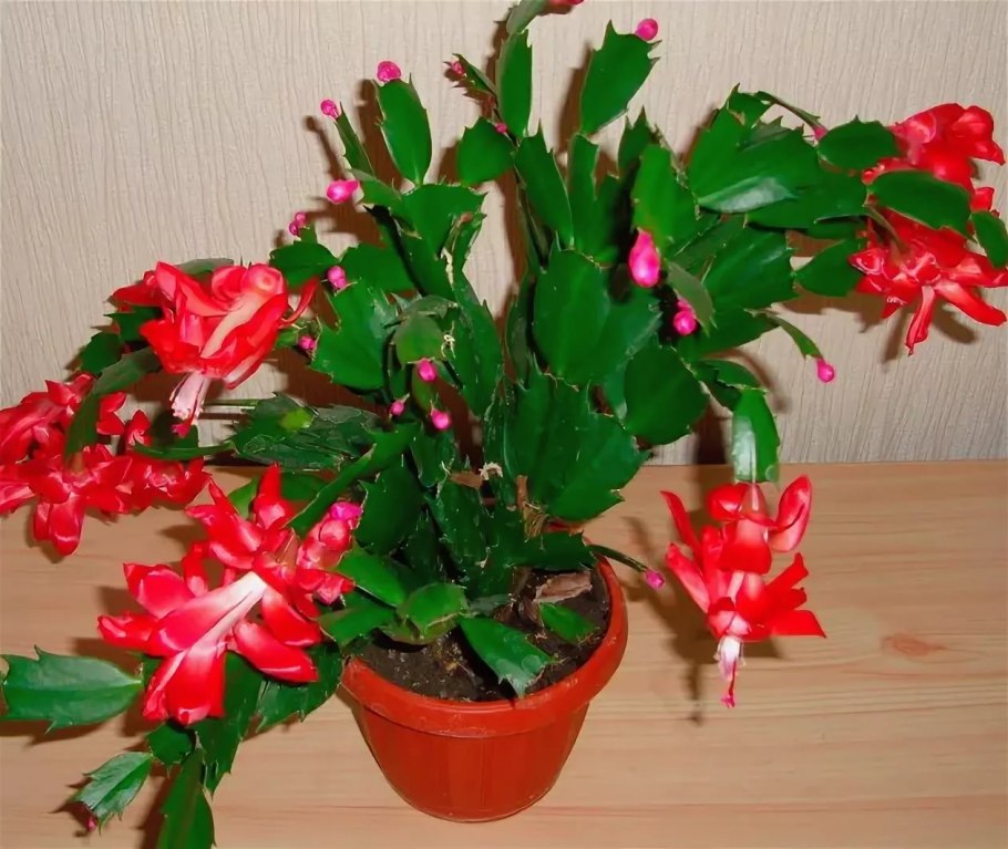 Пуансеттия Euphorbia pulcherrima