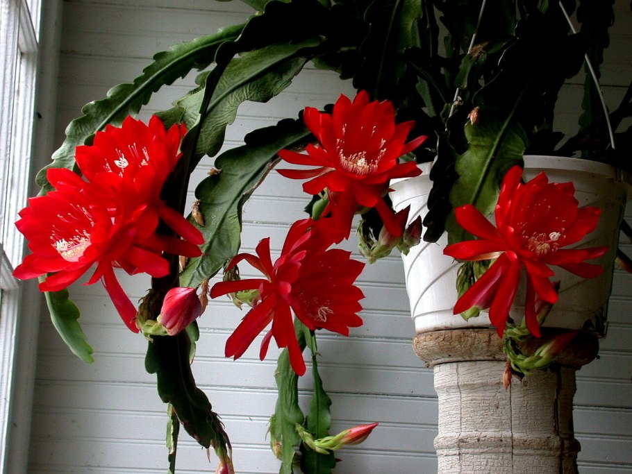 Paradrymonia macrophylla