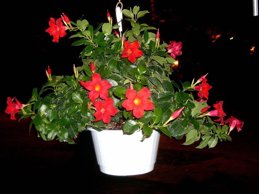 Пуансеттия Euphorbia pulcherrima