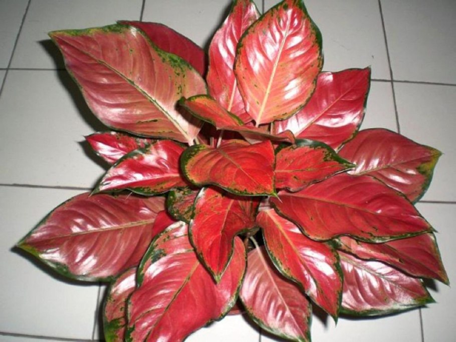 Пуансеттия Euphorbia pulcherrima