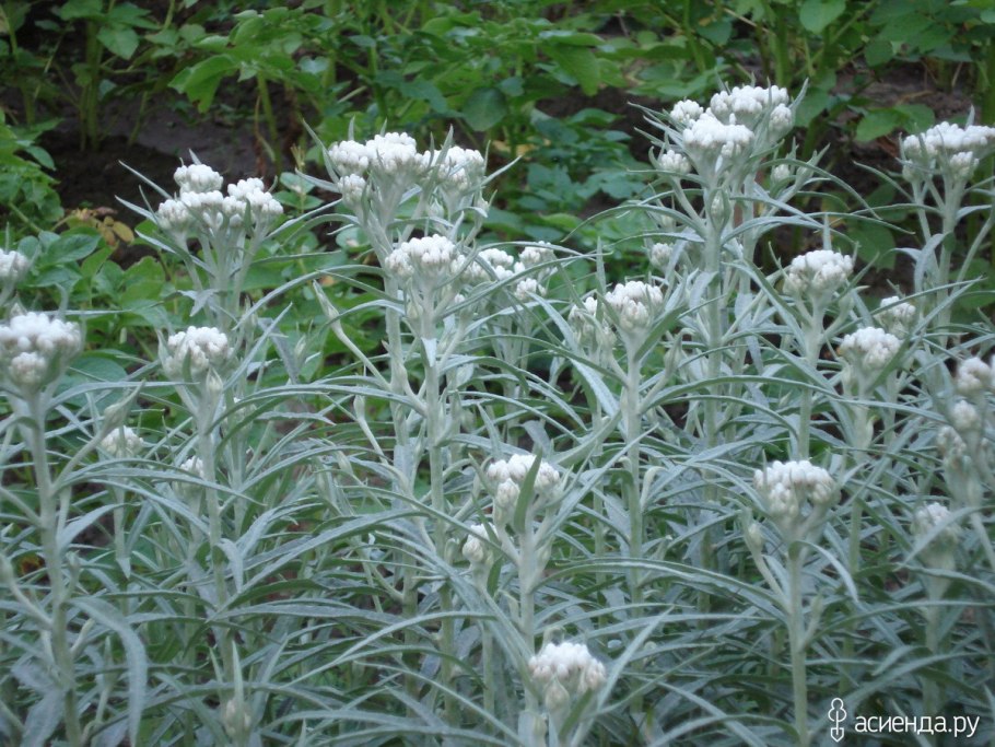 Анафалис жемчужный сухой