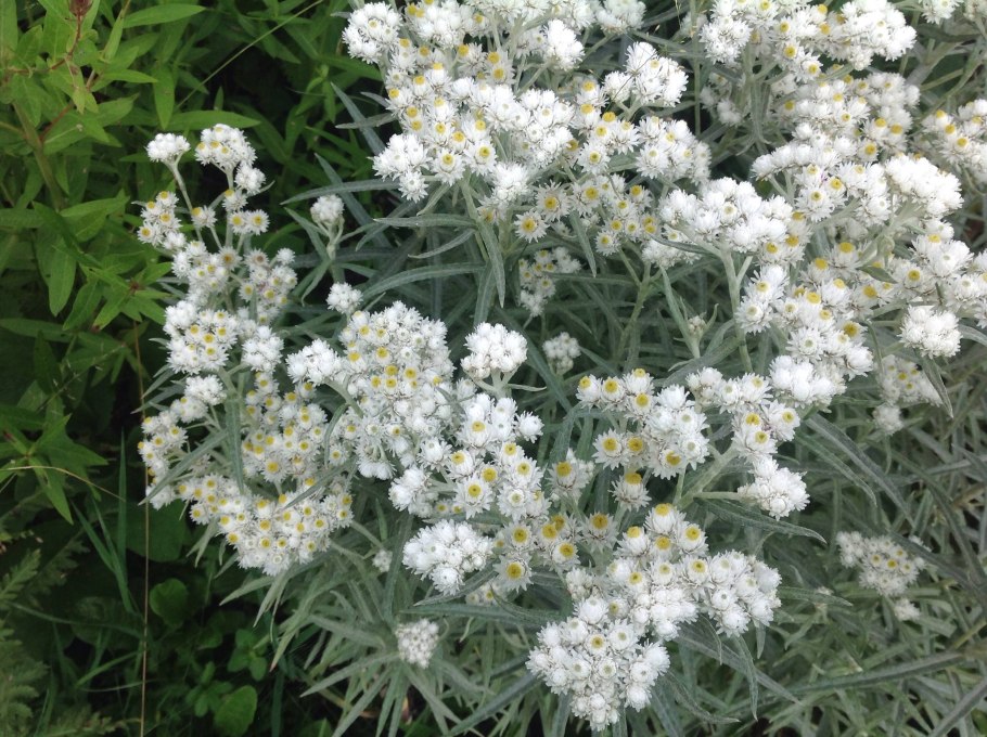 Анафалис жемчужный Neuschnee