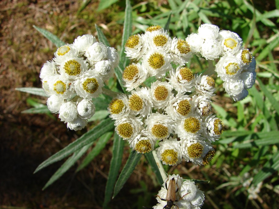 Анафалис маргариточный