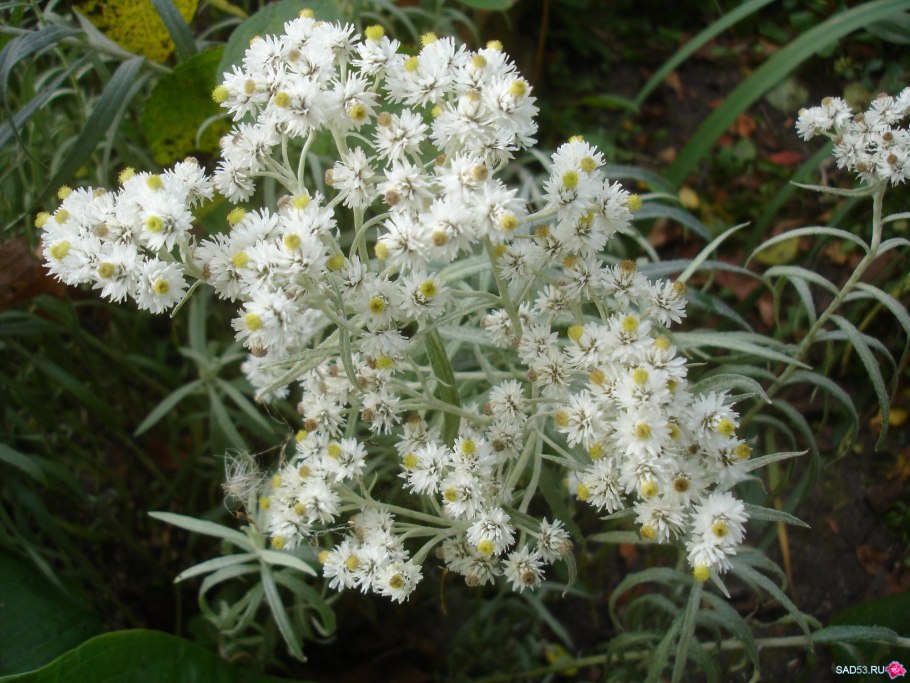 Цветок Анафалис жемчужный