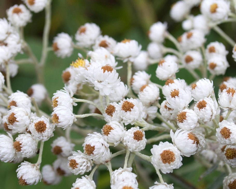 Цветок Анафалис жемчужный